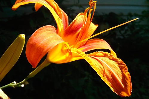 flower 510fav newcastle de daylily