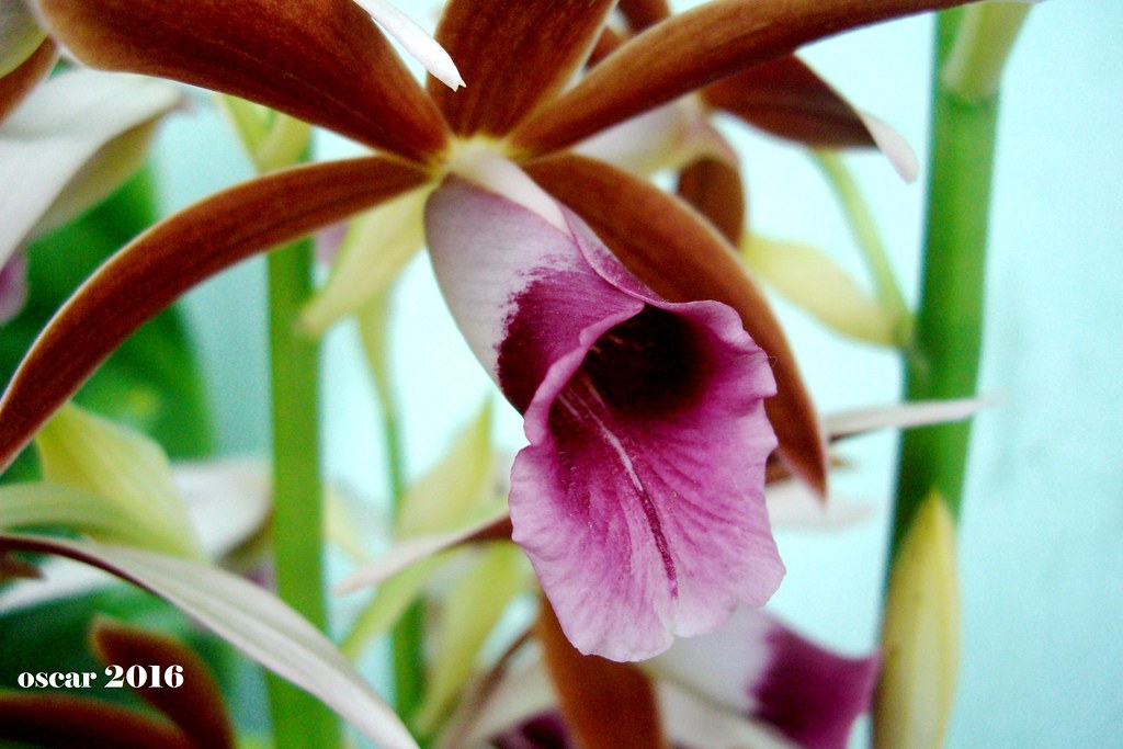 orquidea - capuz de freira-phaius tankervilleae - 03 10 20… | Flickr