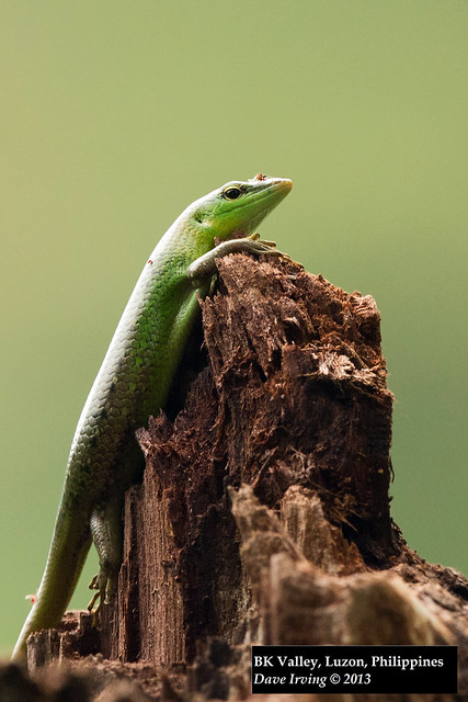 Philippine Green Tree Skink (Lamprolepis smaragdina philippinica)