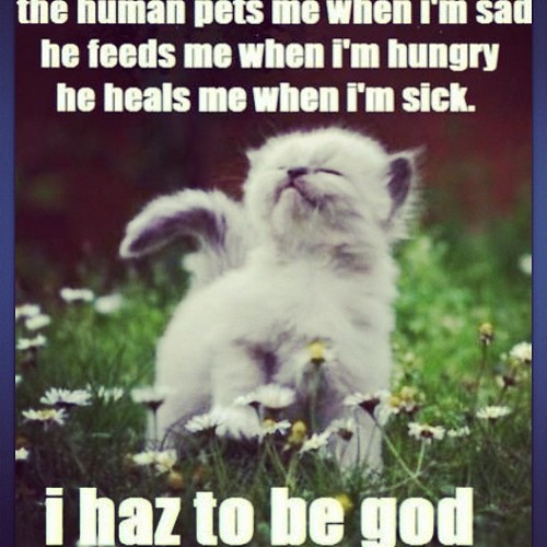 #MemeMonday -- this is pretty much my life #miucciacat #cat #cats #kitty #kittens #thedailykitten #weeklyfluff #catstagram #instacat #furbaby #postmypet #petstagram #instapet #catsofinstagram #caturday #instapets #lazycat #morningkitty #friendlypets #catm | by MiucciaCat