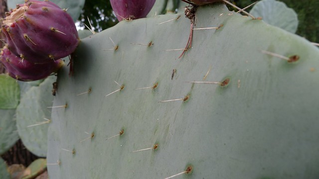Possibly Opuntia robusta with fruit