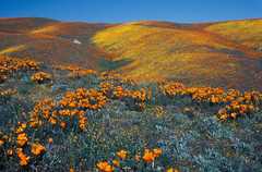 Antelope Valley California Poppy Reserve SNR