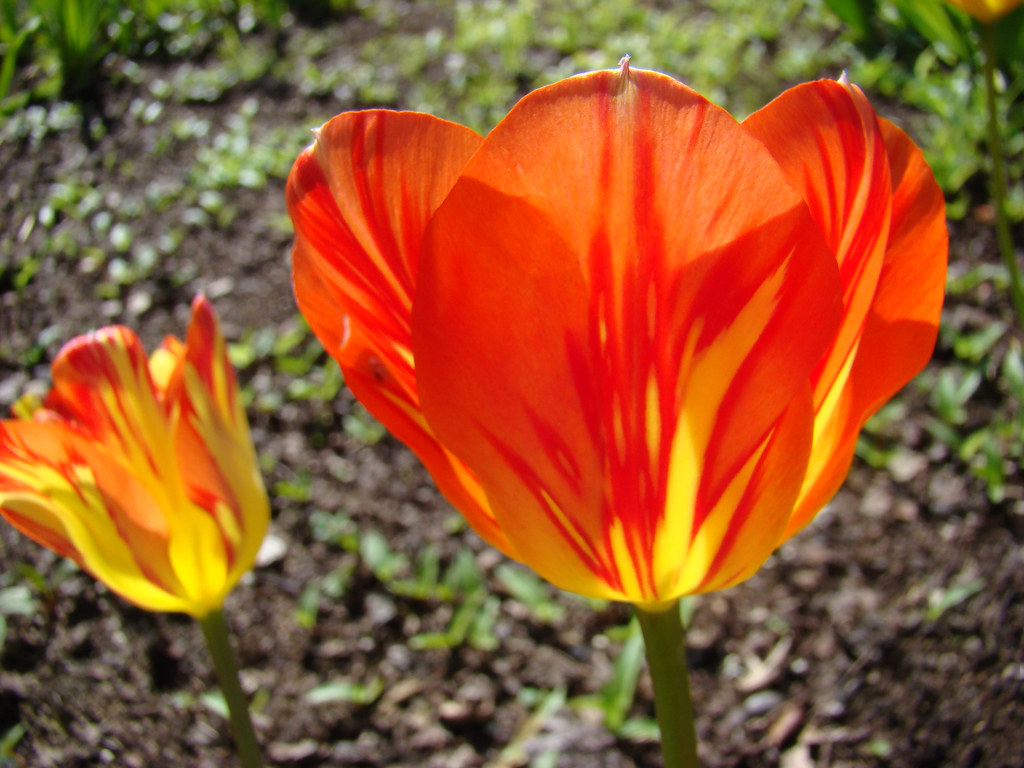 Deux Tulipes sang et or - Hacienda.