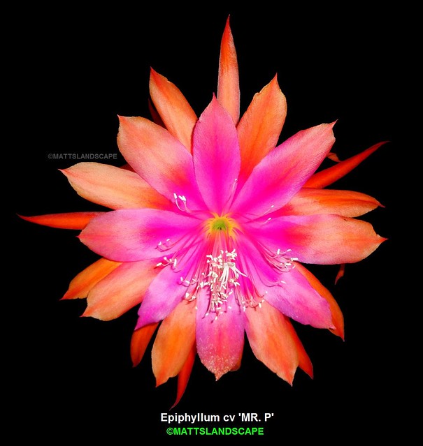 MR. P Epiphyllum hybrid (Blooming)