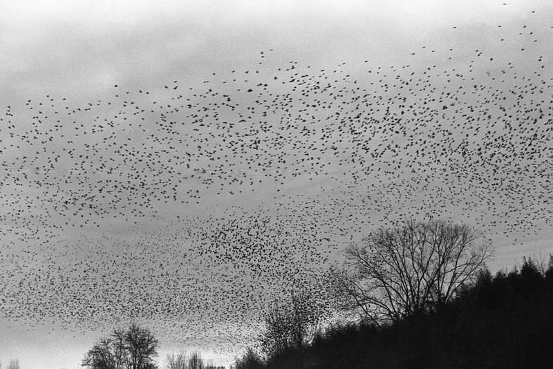 Roosting Blackbirds, Jan. 2014
