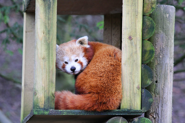 Panda Flickr panda | Flickr