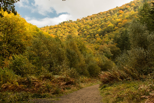 autumn woodland trees landscape hill valley track teign dartmoor nationalpark devon england uk outdoor