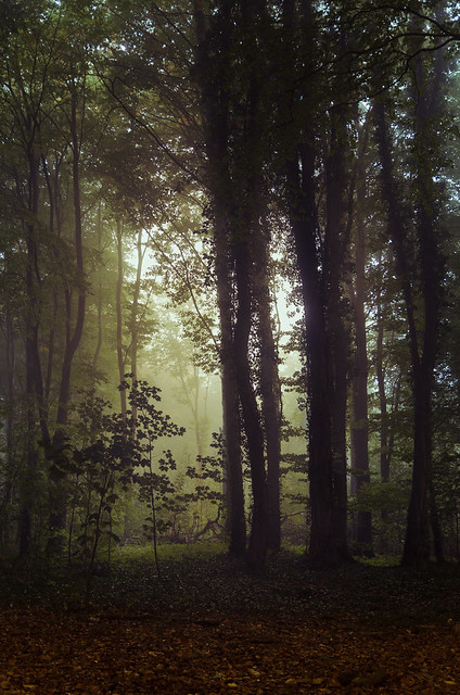Amsterdamse bos in de mist