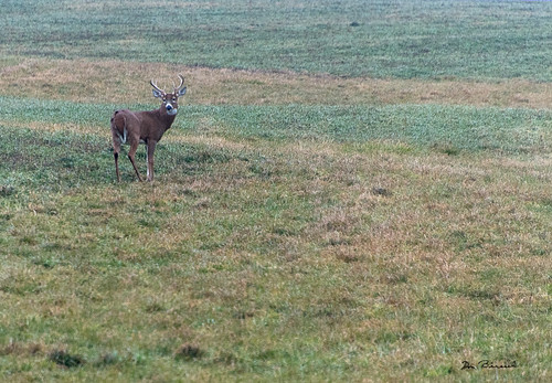 nikon 2016 november tioga fall sabinsville tiogacounty places mixtownroad deer wildlife buck pa usa