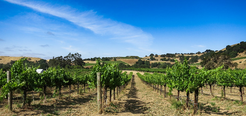 Artesa Winery on the hill