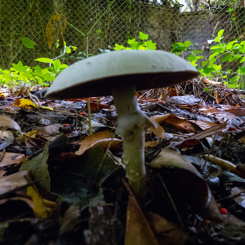 Wightwick wood mushroom