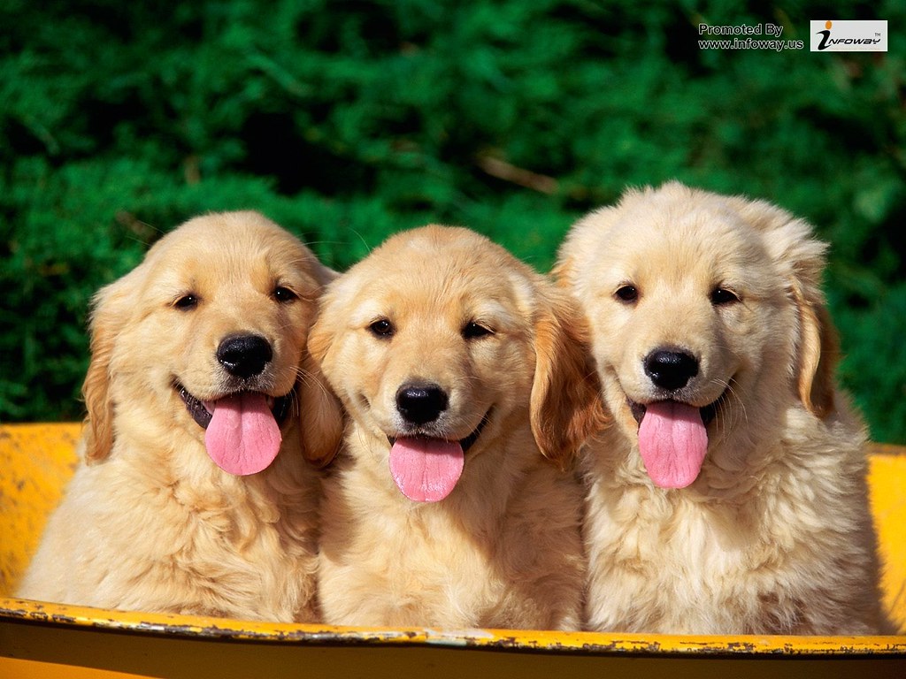 cute golden retriever puppies 