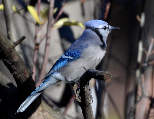 blue autumn fall nature birds jay feathers aves bluejay inthewild mygearandme jennypansing