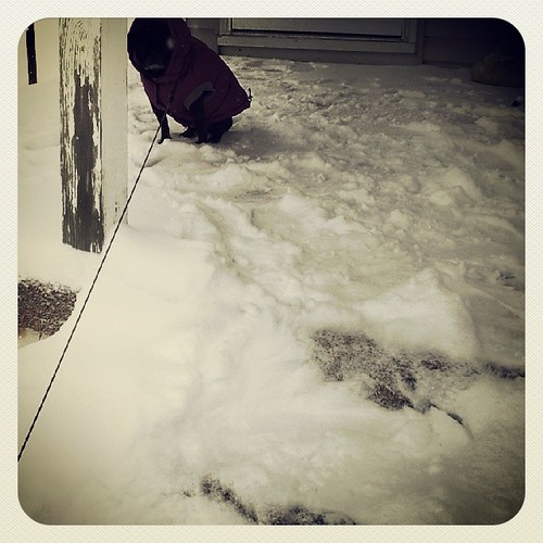 Not going any further #pugstagram #pugsofinstagram #Snowmageddon #snowpocalypse2013 #snowpocalypse | by Winter_1983