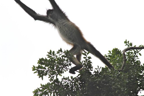 mexico monkey spider wildlife northamerica calakmul