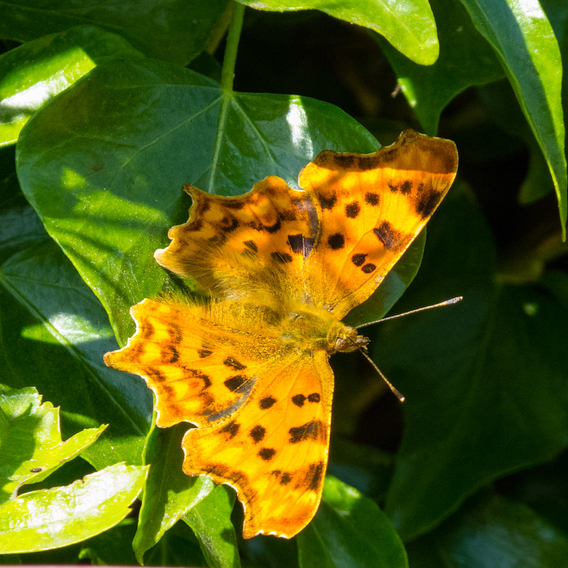 Comma, Brewood
