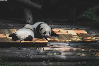 Chengdu Panda Research Center | by M@Cister86