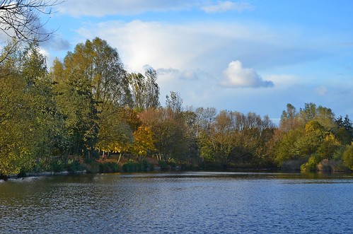 suffolk view landscape autumn scene tree walk walking morning afternoon path footpath brown yellow green grass leaf leaves beauty beautiful sun sunny sunlight light bright field sky blue cloud dark shadow early winter colour colours crop croped nikon d5100 digital slr camera wide angle zoom lens 1020mm 1855mm detail sharp sharpness needham needhamlakes needhammarket water lake reflection bench