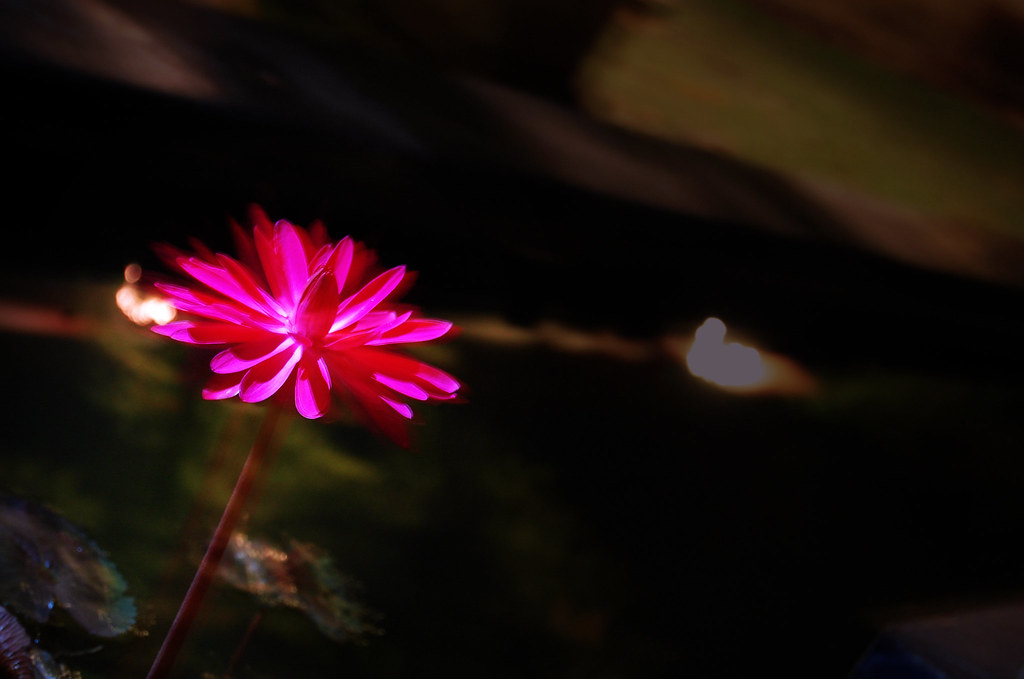 Lotus | Maya Milaya | Flickr