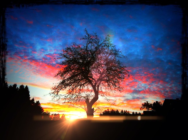tree in sunset