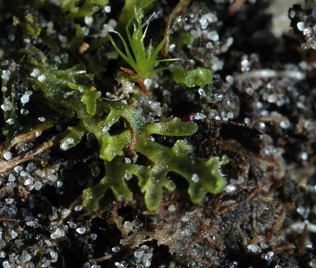Riccardia chamedryfolia (Gewoon moerasvorkje)