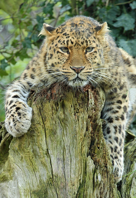 Amur Leopard 'Milena'