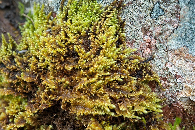 Ctenidium molluscum (Hylocomiaceae)