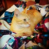 The vacant position of #Quilt #Cat has been filled.