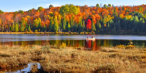southalgonquin robinsonlake colorfulscenery lake foliage fall autumn conoe paddling serene canoing ontario canada platinumheartaward