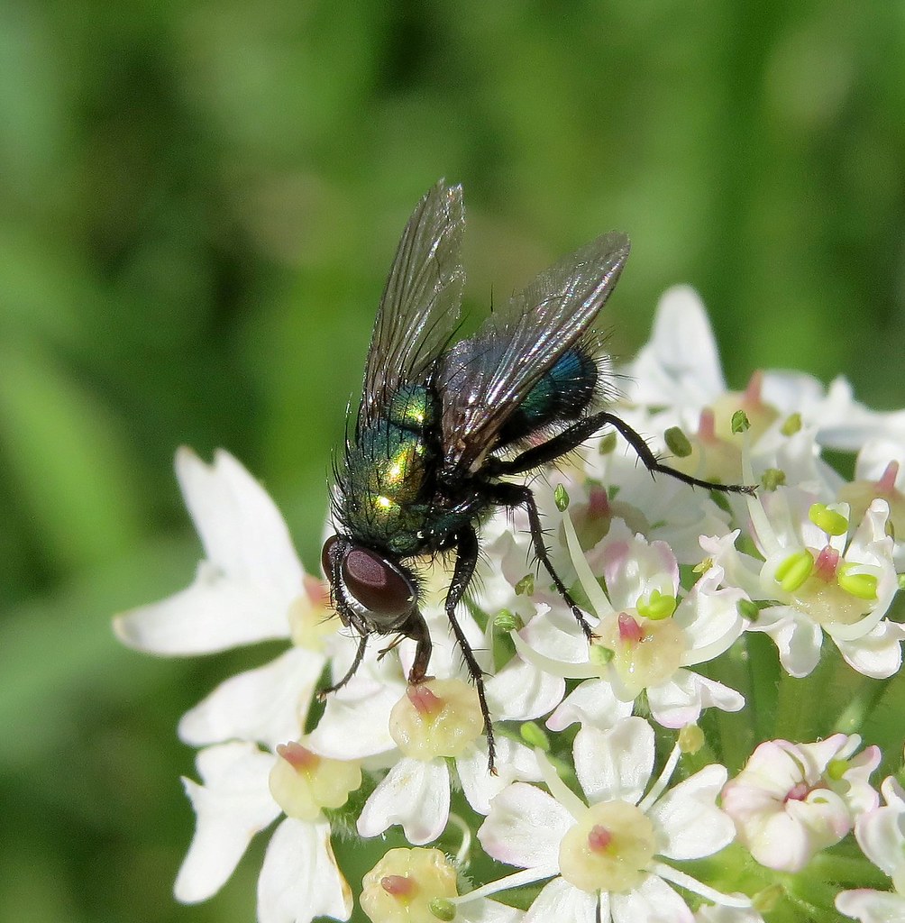 Toadfly Lucilia bufonivora male - Blythe Valley, Solihull 2016e | Flickr