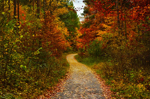 Jurassic trails & golden autumn 🍁