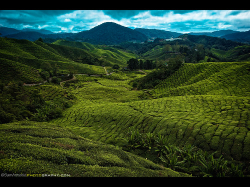 canoneos5dmarkii weather blue high boh agricultural flora slope morning freshness environment fresh scene terrace rural tropical grow sunlight cultivation crop green land pahangstate tranquilscene malaysiasgreenbowl travelphotography sirwilliamcameron british hillstation tanahrata pahangdarulmakmur tranquility grass rollinglandscape lushfoliage blacktea hill teacrop bush plantation ruralscene agriculture growth asia southeastasia perak photography nopeople beautyinnature colorimage scenics day mountain field cloud sky tree greencolor plant highangleview outdoors horizontal nature bohteaplantation tea landscape cameronhighlands samantoniophotography southeastasiaphotography malaysia happyplanet asiafavorites