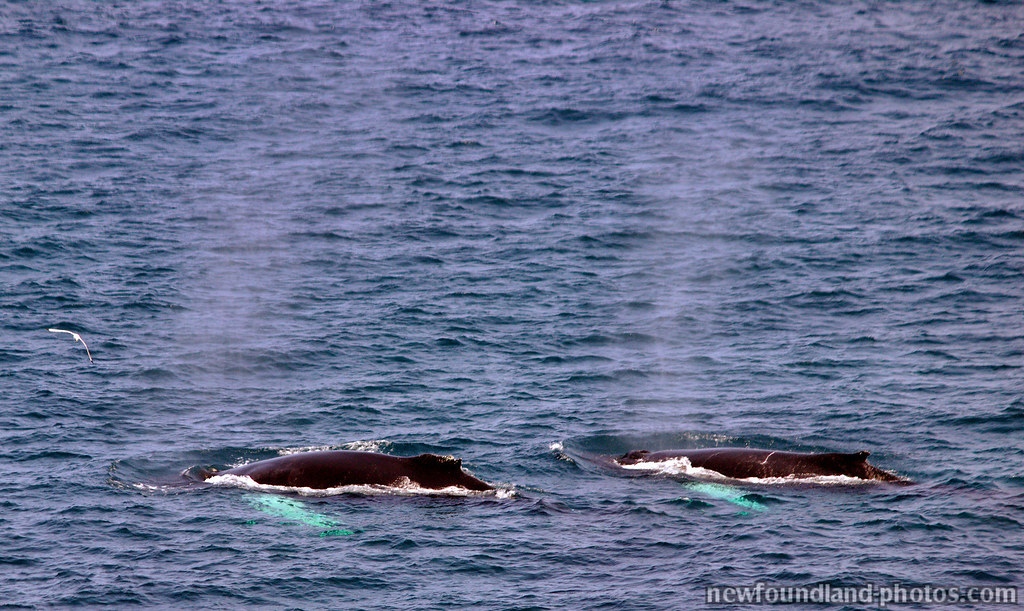 Whale watching in St. John's, Newfoundland and Labrador | Flickr
