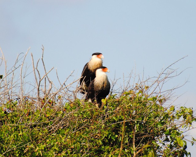 Pair of crested caracaras