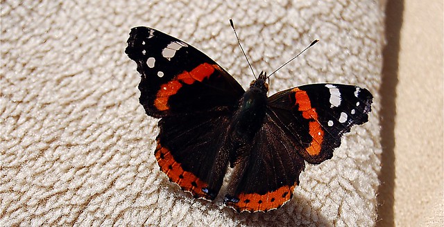 Red Admiral Butterfly (9)