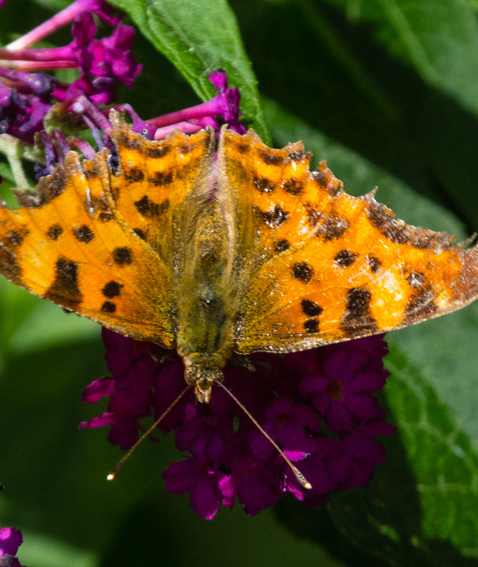 Comma feeding on buddleia