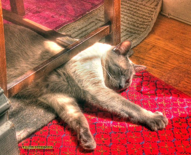 Mr Lucky Asleep Under the Dining Room Chair, HDR