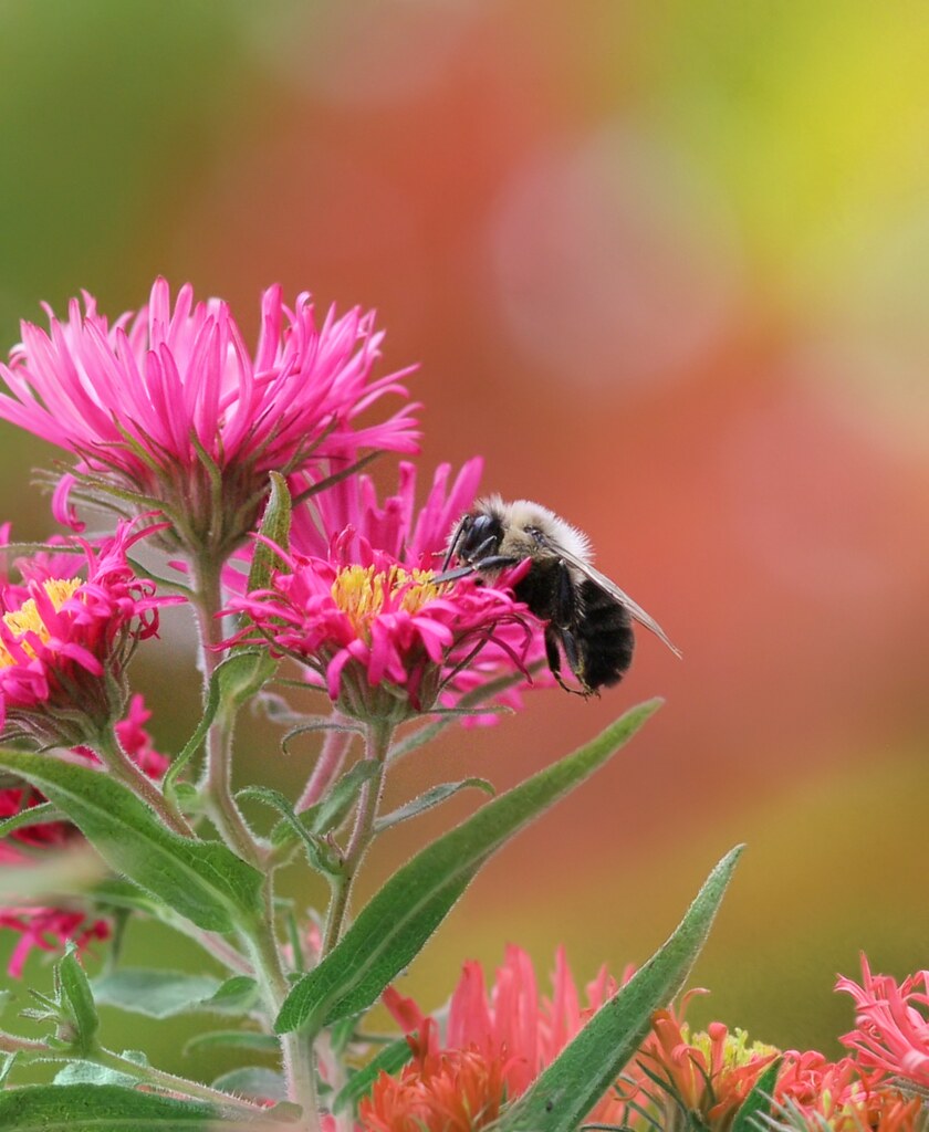 Bee | Adam Baker | Flickr