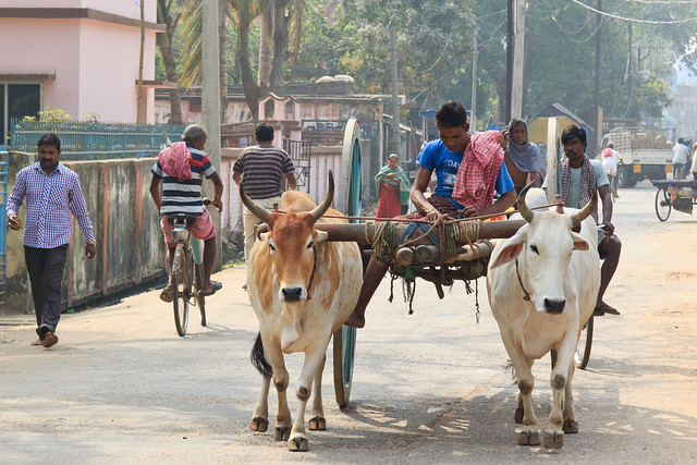 Rural life in the city