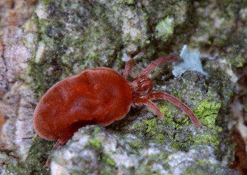 Rote Samtmilbe, Laufmilbe - Trombidiidae | Aktuell | Gerdt Gingko | Flickr