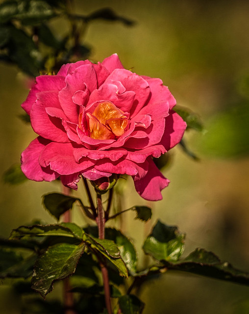 Vignetted  Rose
