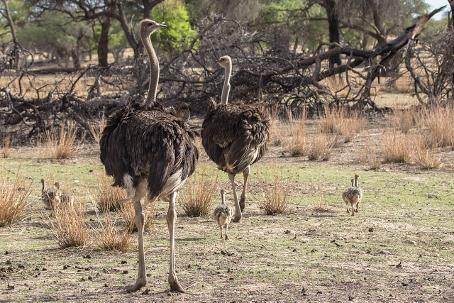 Namibia : ostriches & chicks