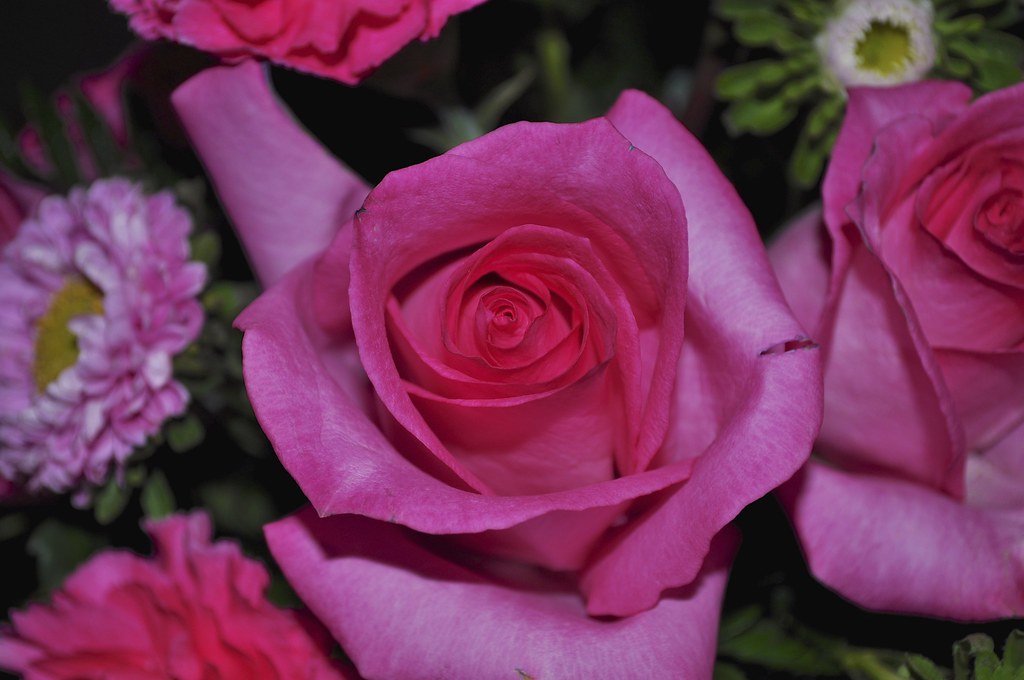 Pink Roses Celebration A Pink Rose | Birthday Flowers Phoenix, Arizona July 24, 201… | Katie S ...