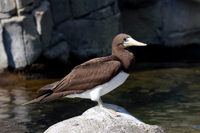 Brown Booby (Sula leucogaster) at Woodland Park Zoo (3)