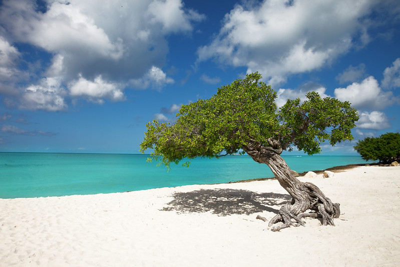 "Tropical Paradise", Aruba, Eagle Beach, Divi Divi Trees