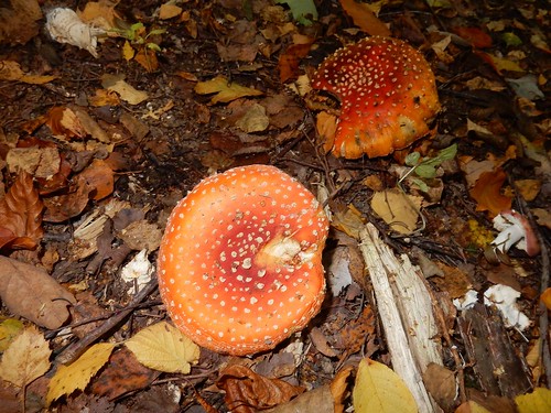 Fly Agaric Witley to Haslemere