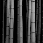 竹 - Bamboo
