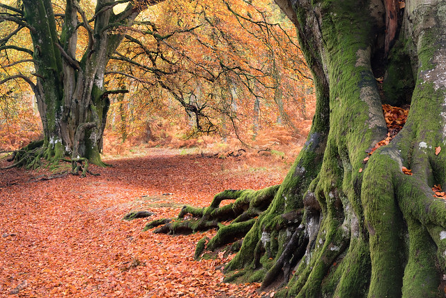 Autumn Beech Trees