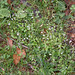 Flickr photo 'Veronica-serpyllifolia-ssp-serpyllifolia_1' by: amadej2008.