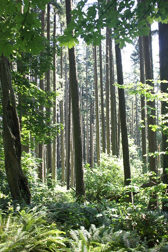 forest spencerbutte